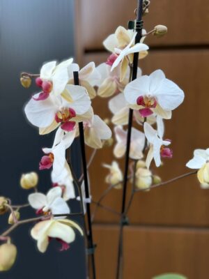 Phalaenopsis Limited 23