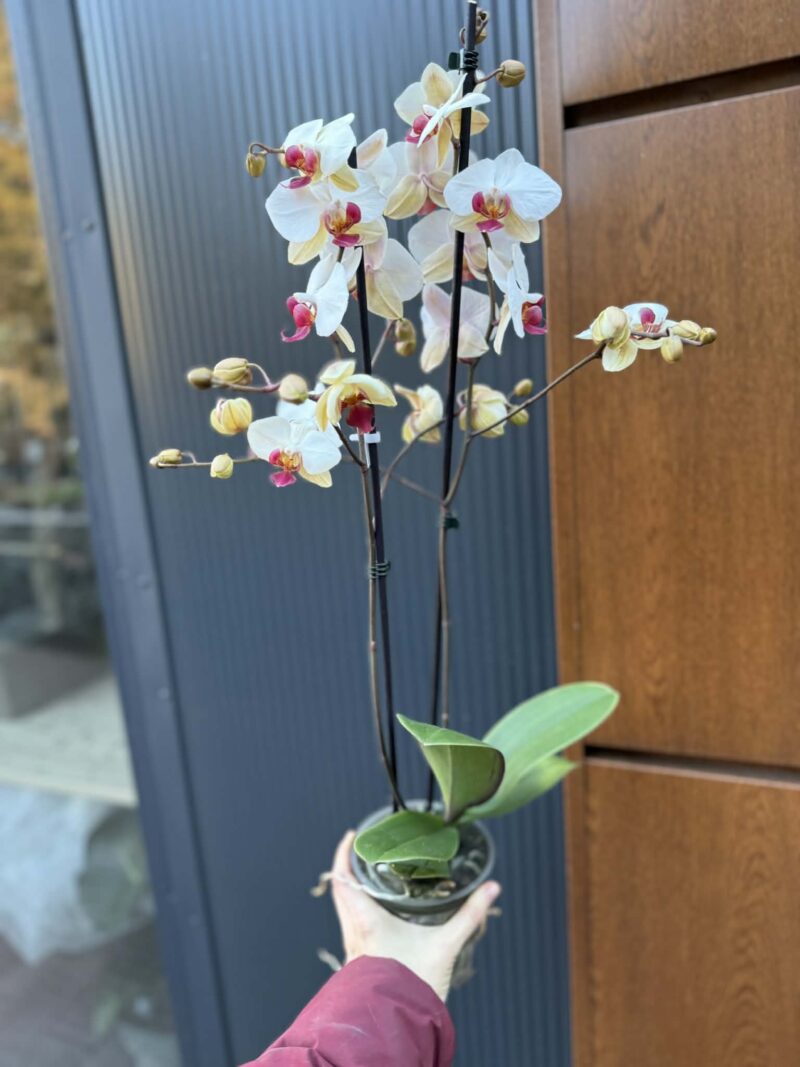 Phalaenopsis Limited 23