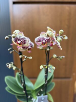 Phalaenopsis Multiflora ‘Exclusivo Tama’ | Storczyk