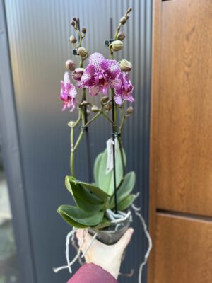 Phalaenopsis | Storczyk