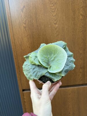 Platycerium superbum (Giant Staghorn)