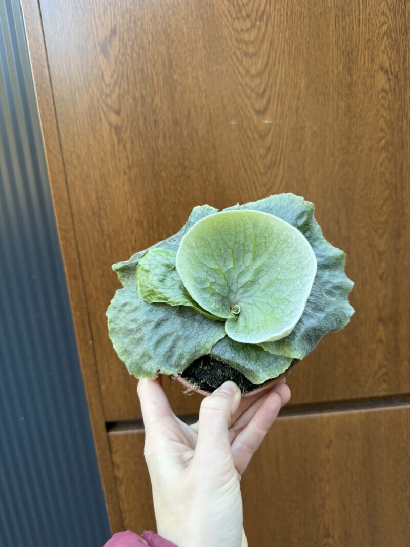 Platycerium superbum (Giant Staghorn)