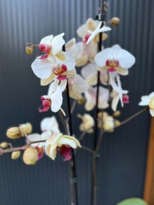 Phalaenopsis Limited 23