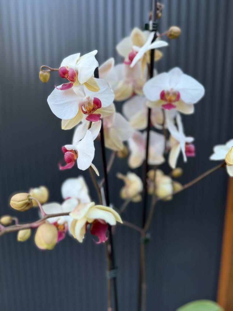 Phalaenopsis Limited 23