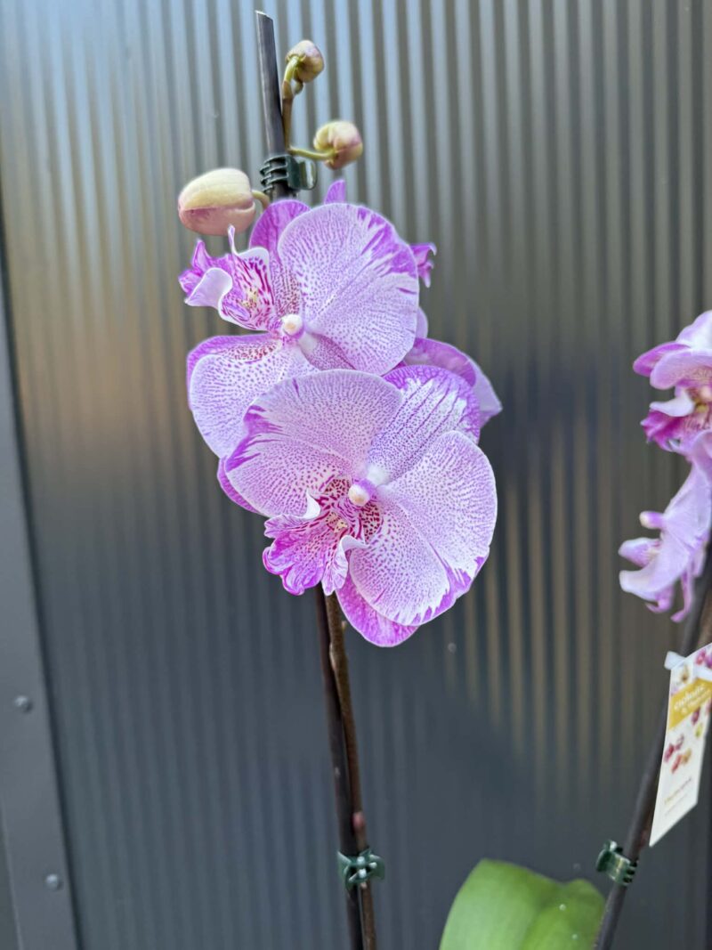Phalaenopsis SOGO On the Mauve – Big Lip | Storczyk