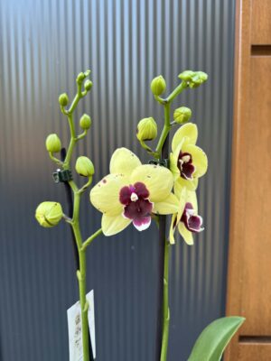 Palaenopsis Talking Drum | Storczyk