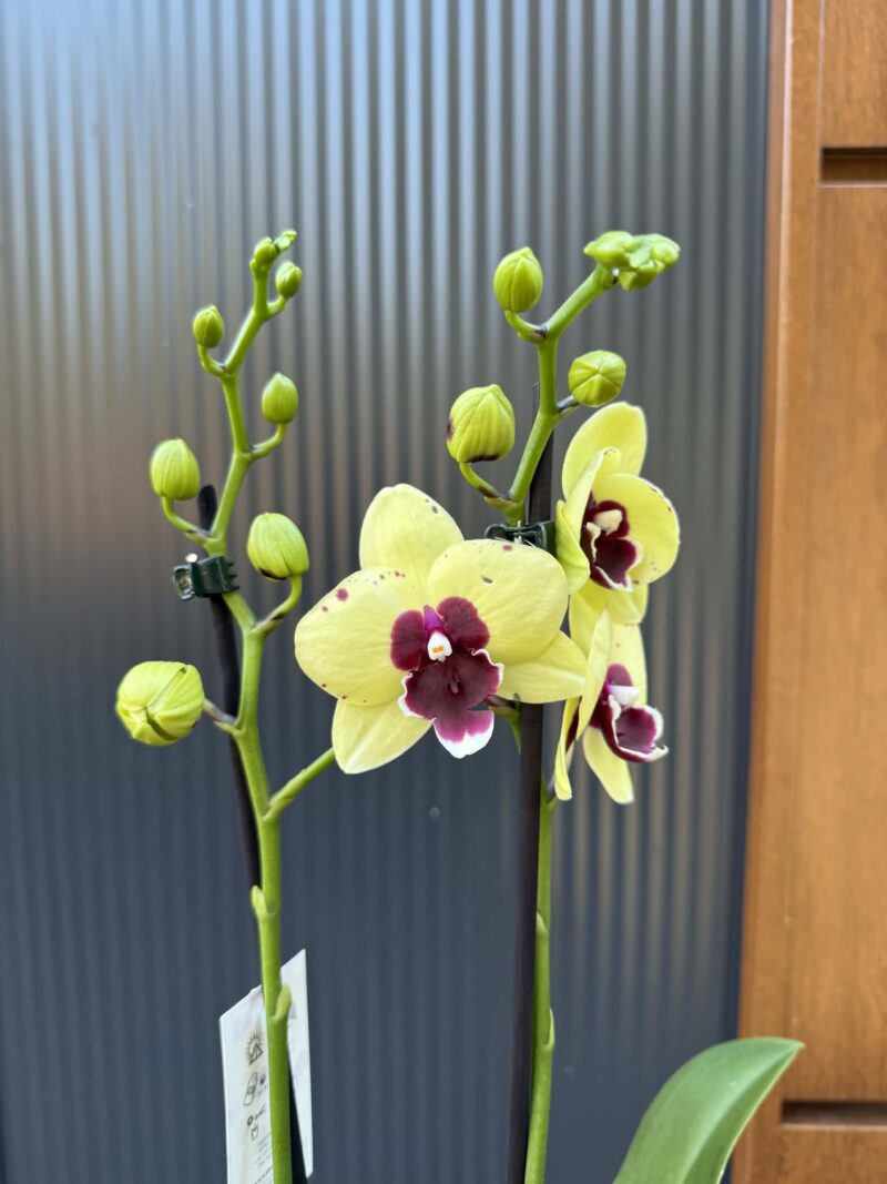 Palaenopsis Talking Drum | Storczyk