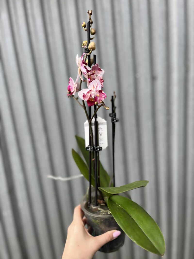 Phalaenopsis Crazy Daisy ‘Peloric’ | storczyk