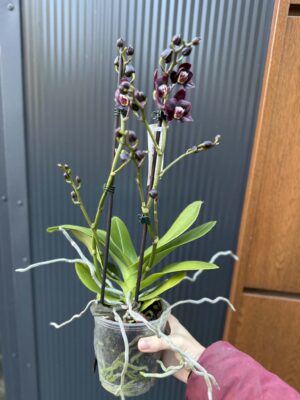 Phalaenopsis Miki Black Angel | Storczyk