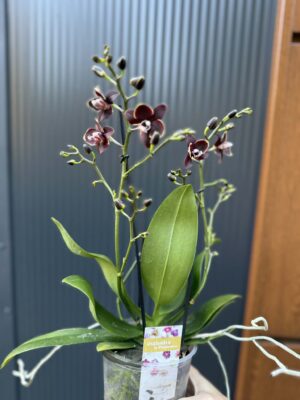 Phalaenopsis Taisuco Kobold | Storczyk