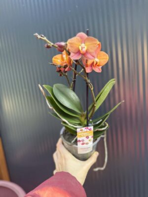Phalaenopsis Macau | Storczyk
