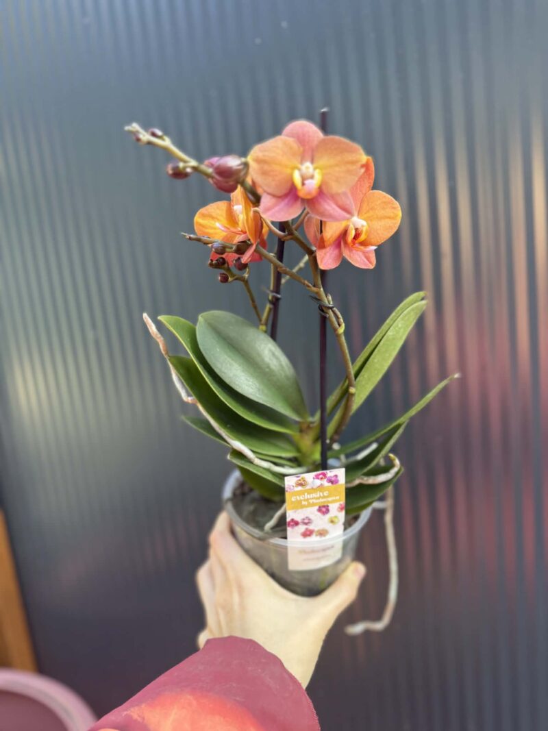 Phalaenopsis Macau | Storczyk