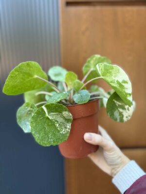 Pilea Peperomioides variegata ‘white sugar splash’ (pieniążek)