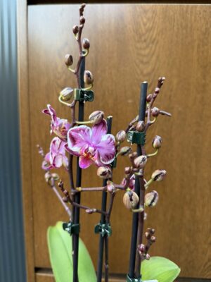 Phalaenopsis Younghome Kaleido | Storczyk