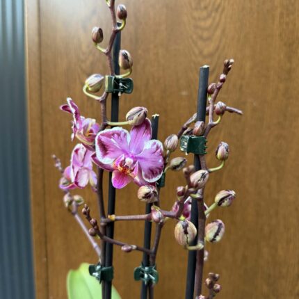 Phalaenopsis Younghome Kaleido | Storczyk