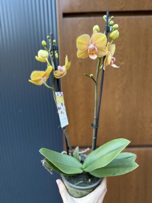 Phalaenopsis Limited 06