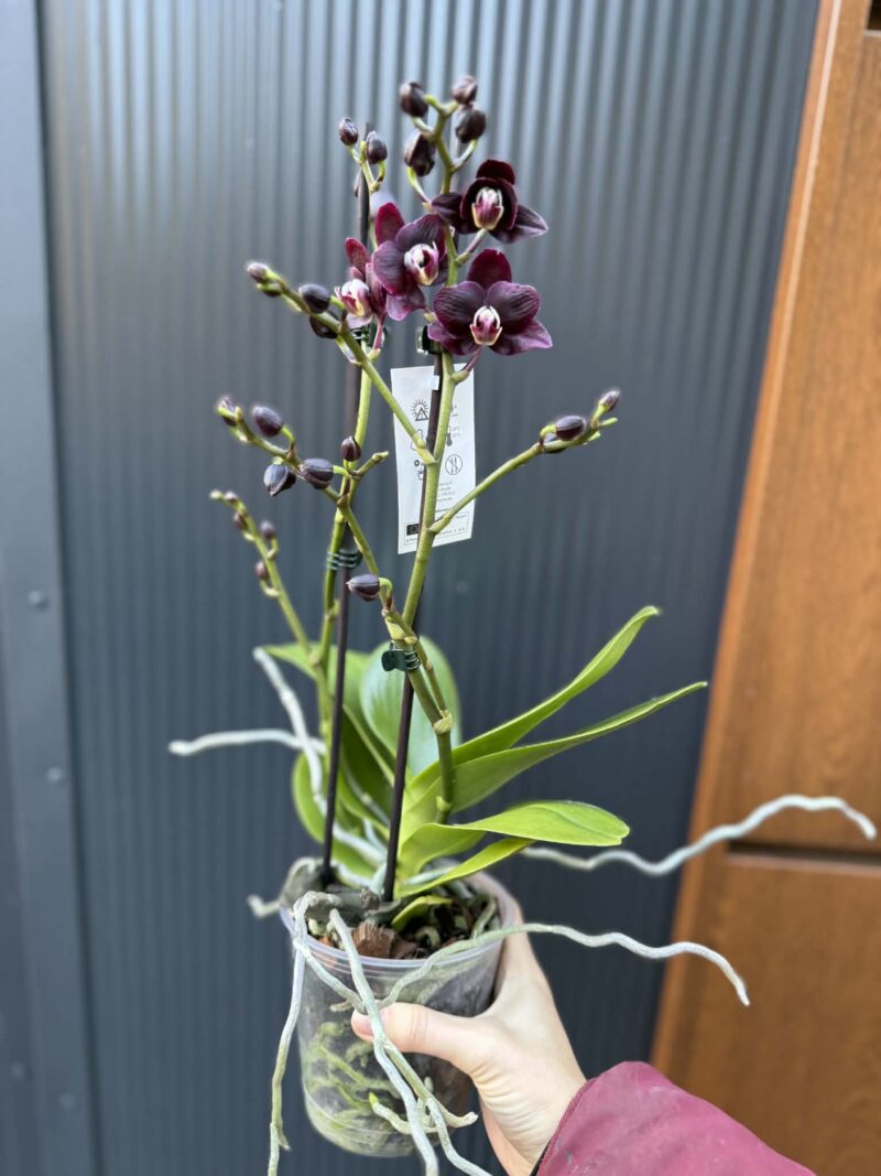 Phalaenopsis Miki Black Angel | Storczyk