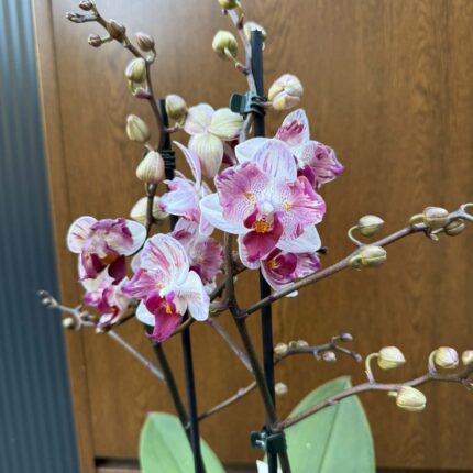 Phalaenopsis Crazy Daisy ‘Peloric’ | storczyk