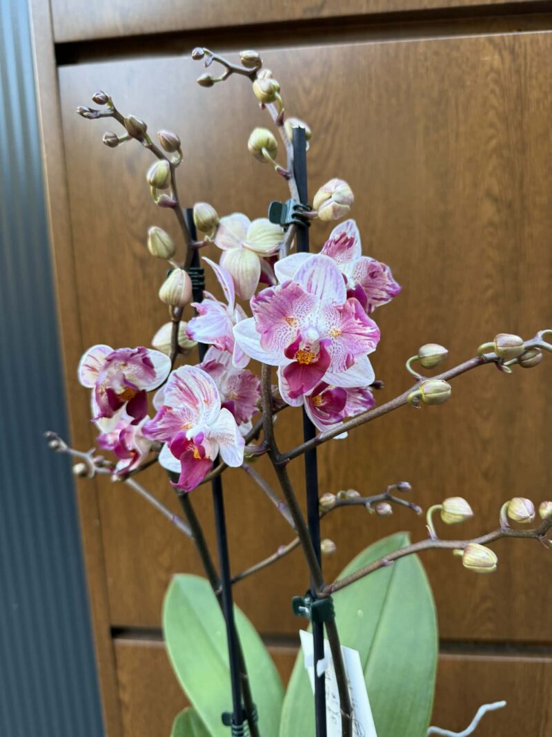 Phalaenopsis Crazy Daisy ‘Peloric’ | storczyk Phalaenopsis Crazy Daisy ‘Peloric’ | storczyk