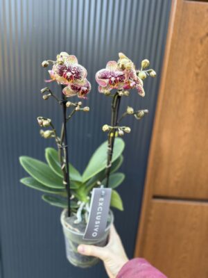 Phalaenopsis Multiflora ‘Exclusivo Tama’ | Storczyk