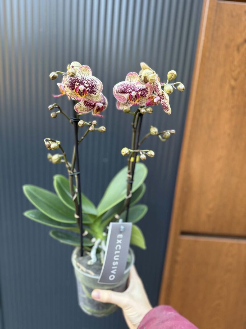 Phalaenopsis Multiflora ‘Exclusivo Tama’ | Storczyk