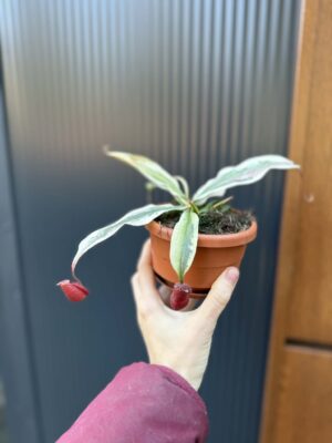 Nepenthes Nepenthes Viking x Ampullaria Variegata