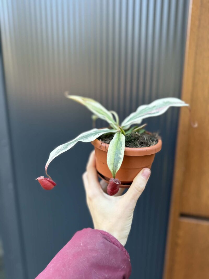 Nepenthes Nepenthes Viking x Ampullaria Variegata
