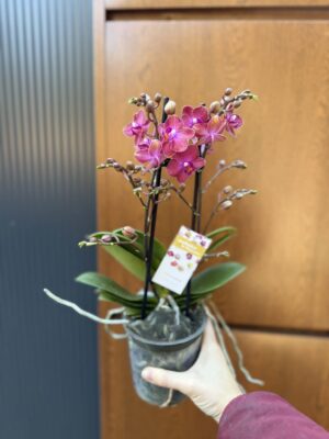 Phalaenopsis Jefferson | Storczyk