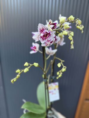 Phalaenopsis Younghome Summer Peloric | Storczyk