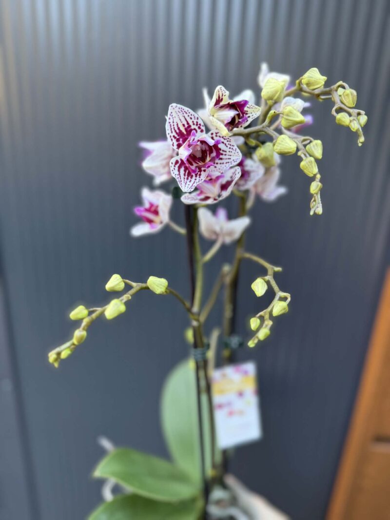 Phalaenopsis Younghome Summer Peloric | Storczyk