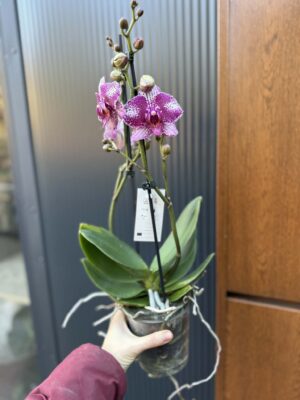 Phalaenopsis | Storczyk