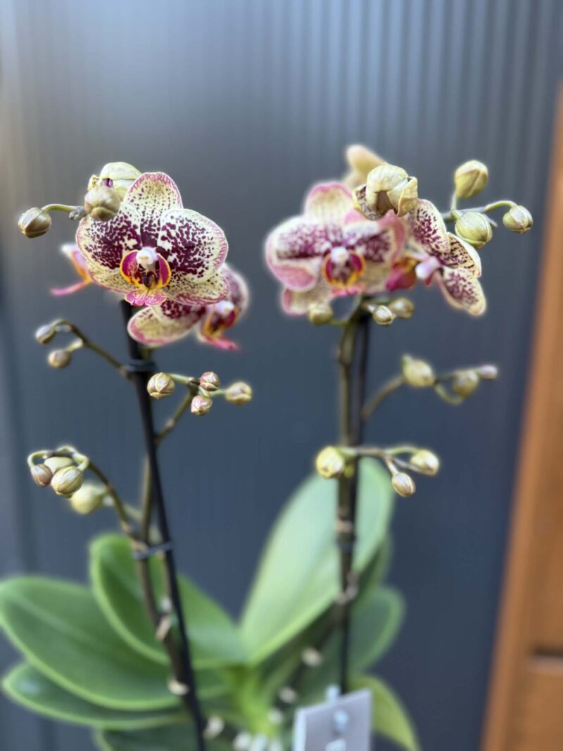 Phalaenopsis Multiflora ‘Exclusivo Tama’ | Storczyk