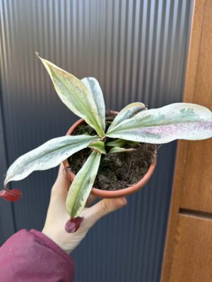 Nepenthes Nepenthes Viking x Ampullaria Variegata