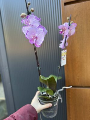 Phalaenopsis SOGO On the Mauve – Big Lip | Storczyk