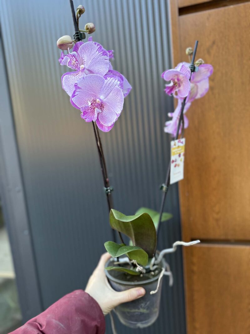 Phalaenopsis SOGO On the Mauve – Big Lip | Storczyk