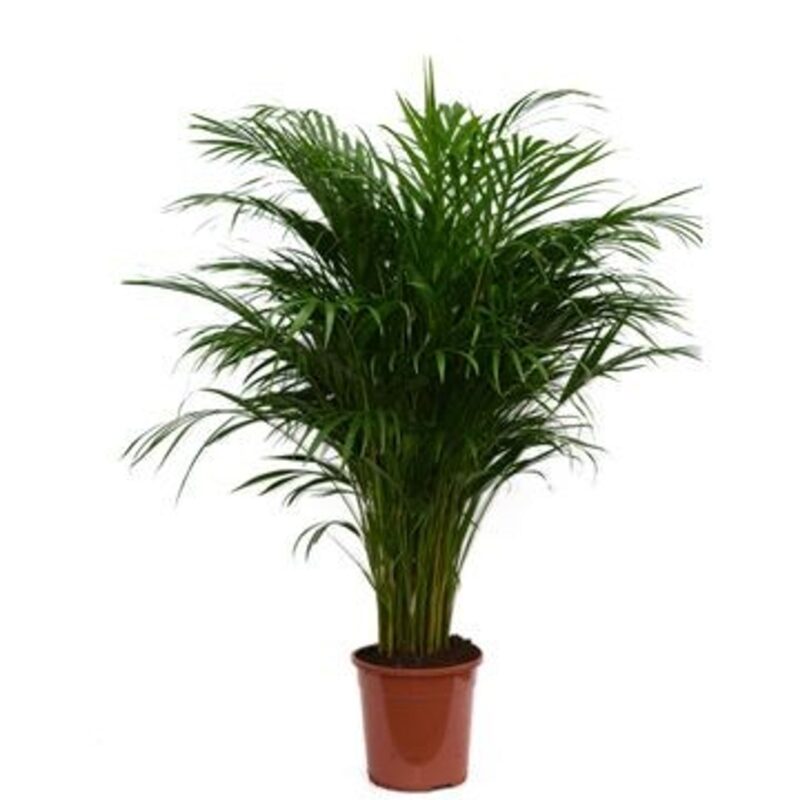 Areca – Dypsis lutescens | Palma areka Areca – Dypsis lutescens | Palma areka