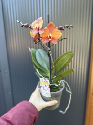 Phalaenopsis Macau | Storczyk