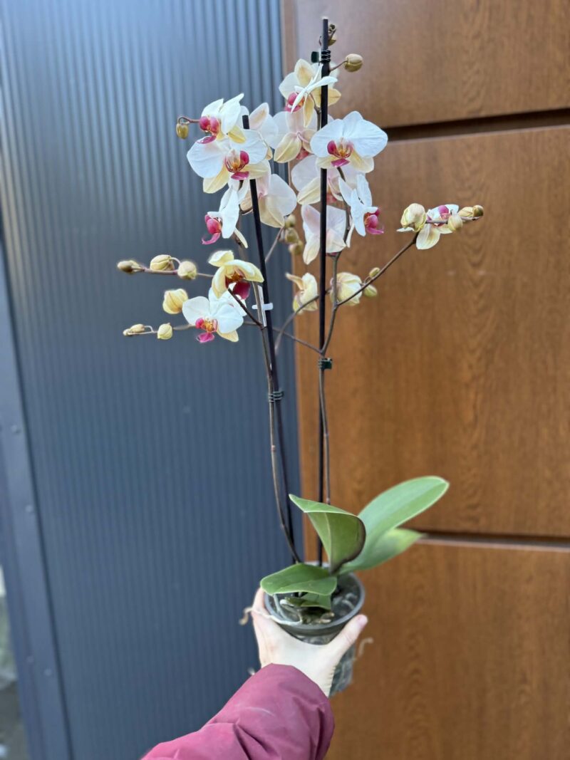 Phalaenopsis Limited 23