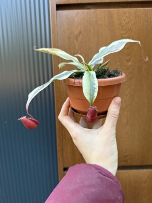 Nepenthes Nepenthes Viking x Ampullaria Variegata