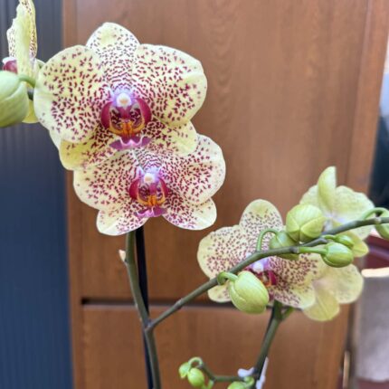 Phalaenopsis Floriclone ‘Fancy Freckles’