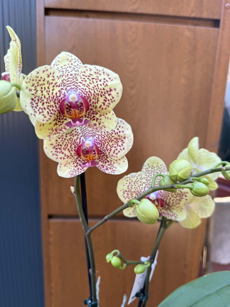 Phalaenopsis Floriclone ‘Fancy Freckles’