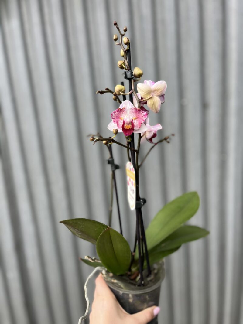 Phalaenopsis Crazy Daisy ‘Peloric’ | storczyk