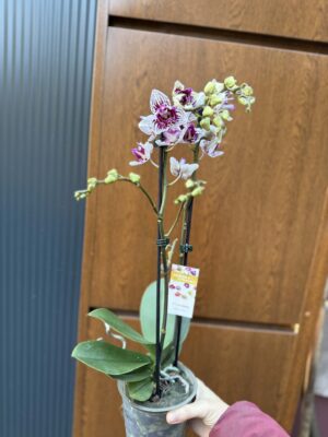Phalaenopsis Younghome Summer Peloric | Storczyk