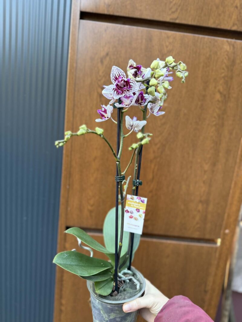 Phalaenopsis Younghome Summer Peloric | Storczyk