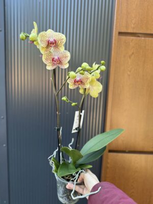 Phalaenopsis Floriclone ‘Fancy Freckles’