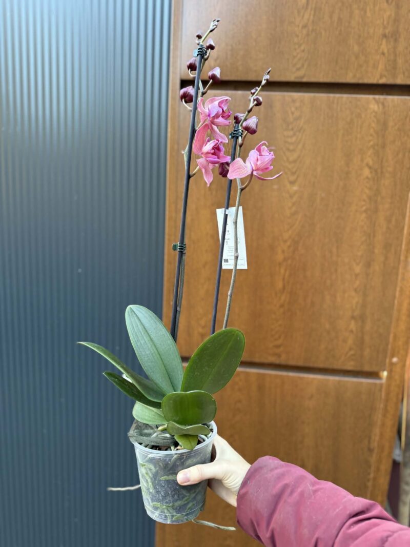 Phalaenopsis Limited 08
