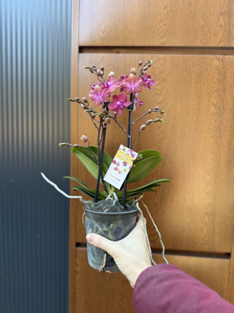 Phalaenopsis Jefferson | Storczyk