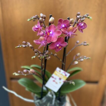 Phalaenopsis Jefferson | Storczyk