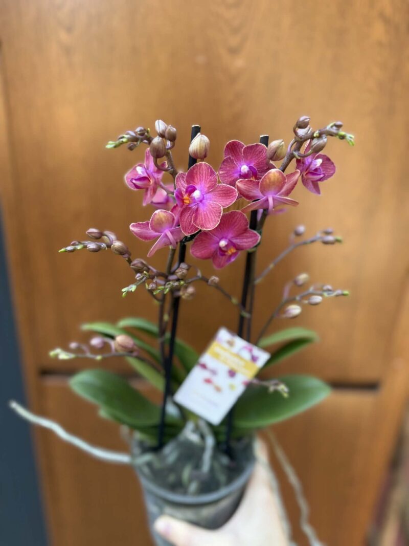 Phalaenopsis Jefferson | Storczyk