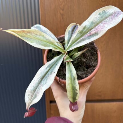 Nepenthes Nepenthes Viking x Ampullaria Variegata
